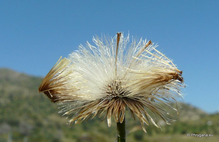 Phagnalon rupestre subsp. graecum (BOISS. & HELDR.) BATT.