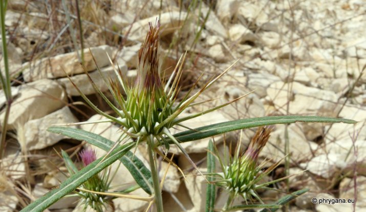 Ptilostemon stellatus (L.) GREUTER