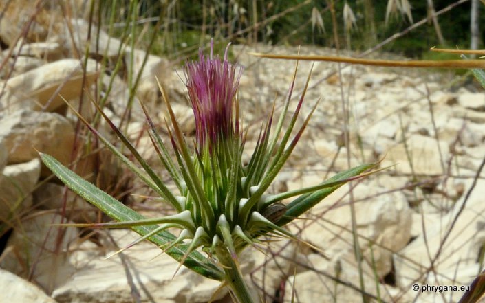 Ptilostemon stellatus (L.) GREUTER