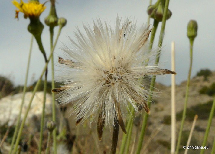 Reichardia picroides (L.) ROTH