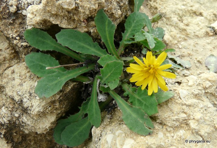 Reichardia picroides (L.) ROTH