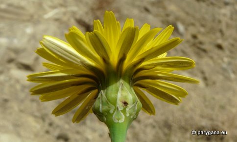 Reichardia picroides (L.) ROTH