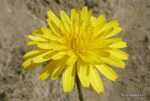 Reichardia picroides (L.) ROTH