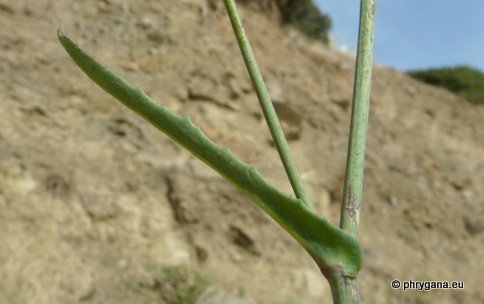 Reichardia picroides (L.) ROTH