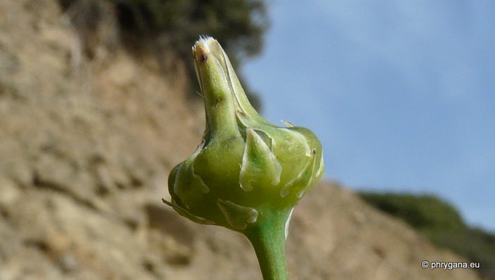 Reichardia picroides (L.) ROTH