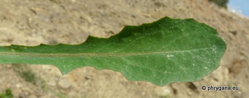 Reichardia picroides (L.) ROTH