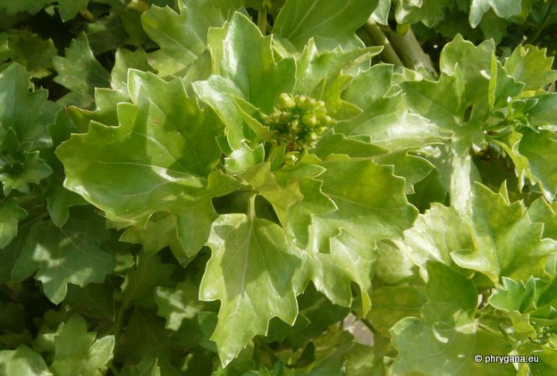 Senecio angulatus L. f.