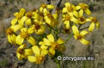 Senecio angulatus L. f.