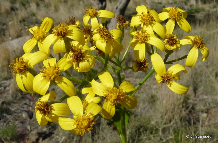 Senecio angulatus L. f.