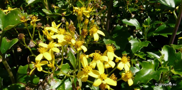 Senecio angulatus L. f.