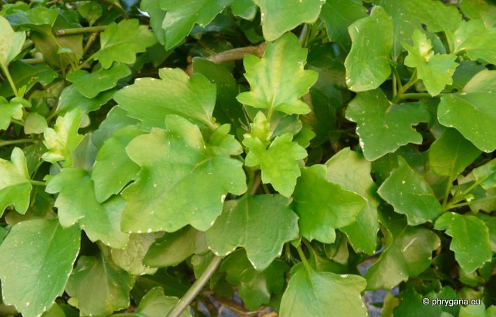 Senecio angulatus L. f.