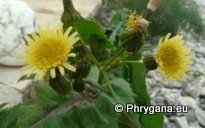 Sonchus oleraceus L.