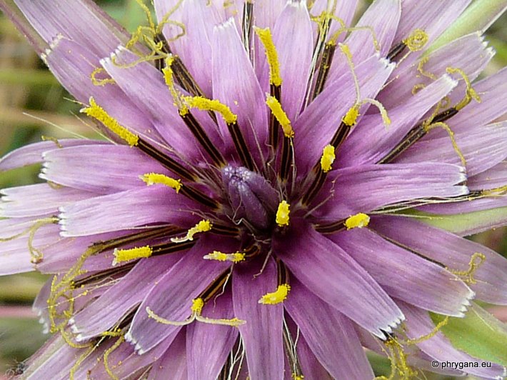 Tragopogon porrifolius subsp. eriospermus (TEN.) GREUTER