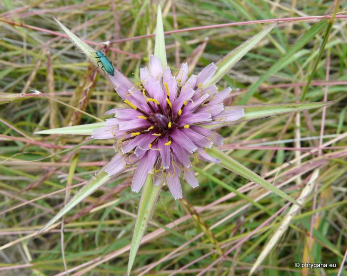 Tragopogon porrifolius subsp. eriospermus (TEN.) GREUTER