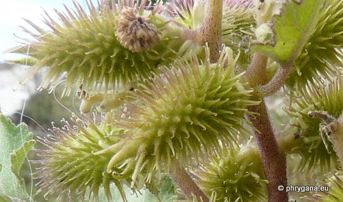 Xanthium orientale subsp. italicum (MORETTI) GREUTER