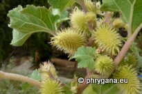 Xanthium orientale subsp. italicum (MORETTI) GREUTER