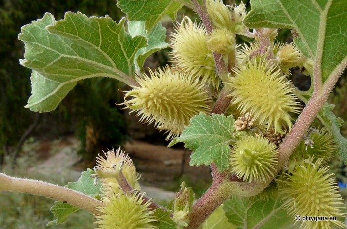 Xanthium orientale subsp. italicum (MORETTI) GREUTER