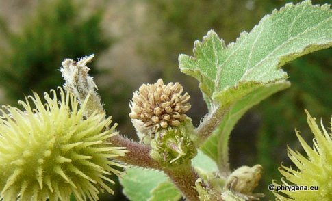 Xanthium orientale subsp. italicum (MORETTI) GREUTER