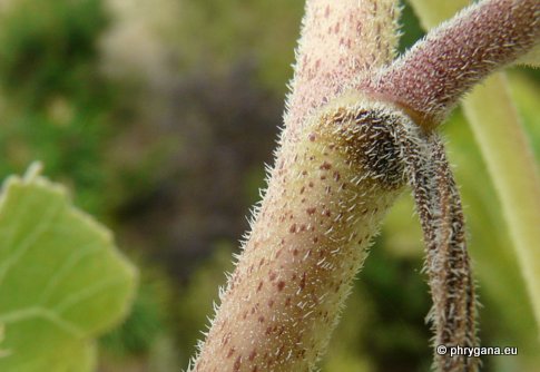 Xanthium orientale subsp. italicum (MORETTI) GREUTER