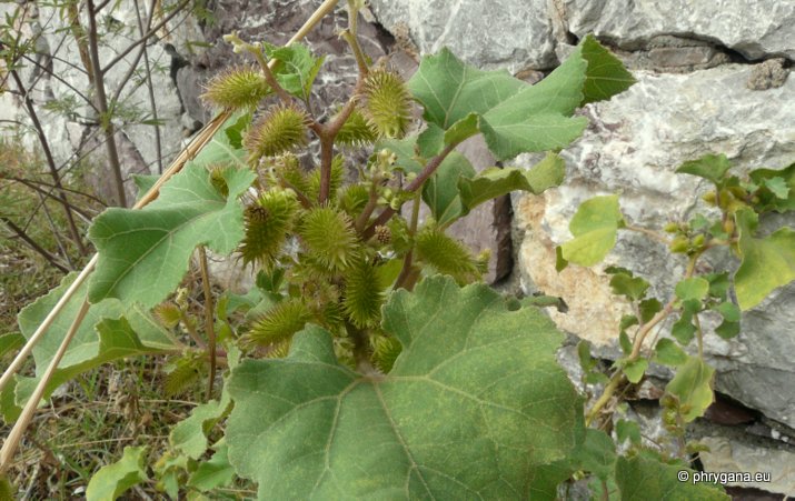 Xanthium orientale subsp. italicum (MORETTI) GREUTER
