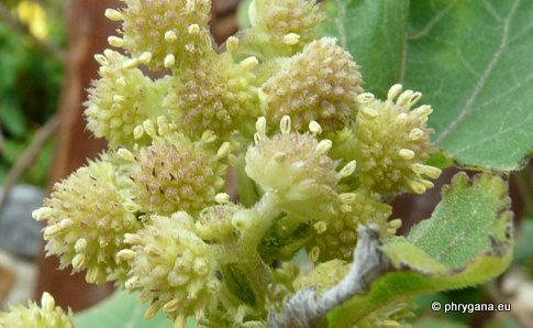 Xanthium orientale subsp. italicum (MORETTI) GREUTER