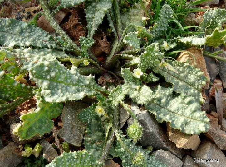 Anchusa aegyptiaca (L.) DC.