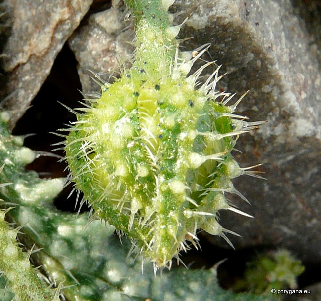 Anchusa aegyptiaca (L.) DC.