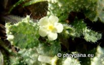 Anchusa aegyptiaca (L.) DC.