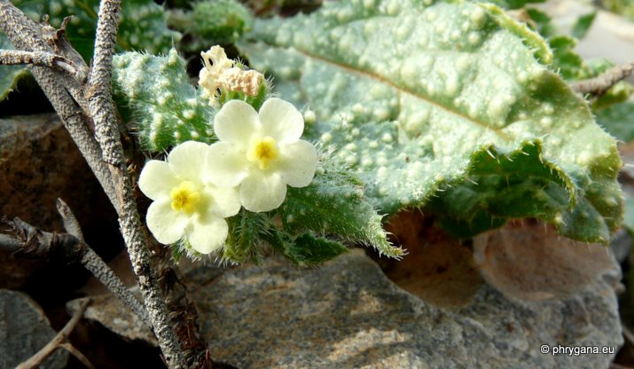 Anchusa aegyptiaca (L.) DC.