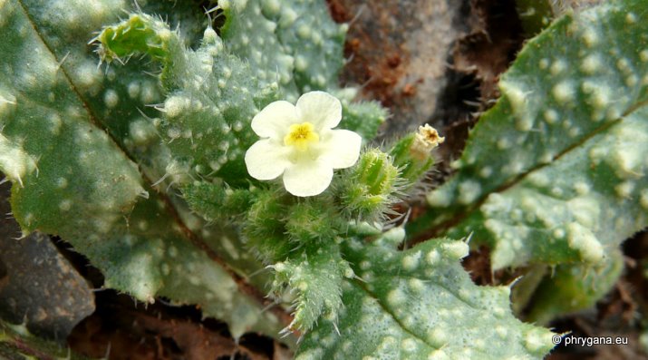 Anchusa aegyptiaca (L.) DC.