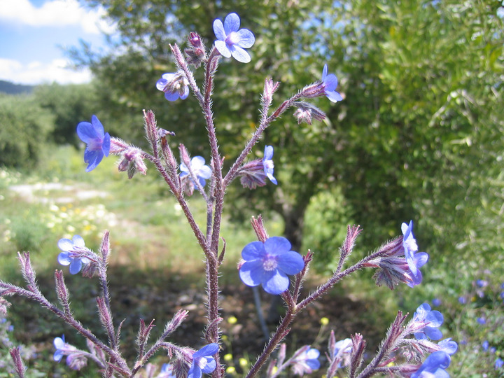 Anchusa azurea MILL.