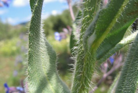 Anchusa azurea MILL.