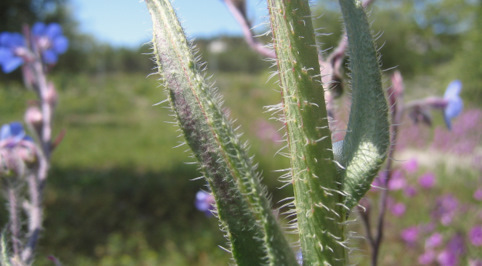 Anchusa azurea MILL.