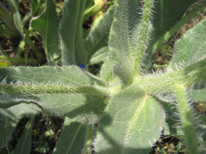 Anchusa azurea MILL.