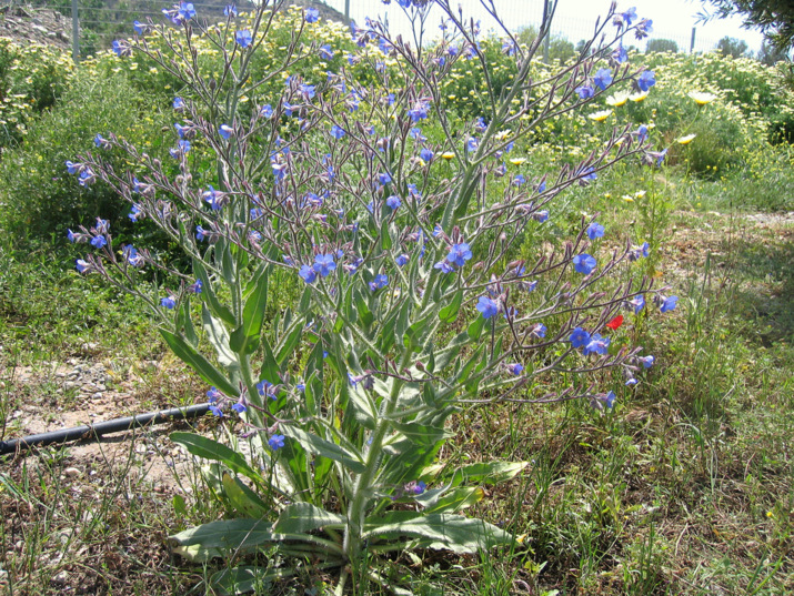 Anchusa italica RETZ.