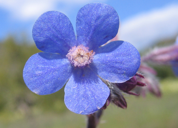 Anchusa azurea MILL.