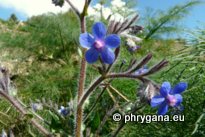 Anchusa azurea MILL.