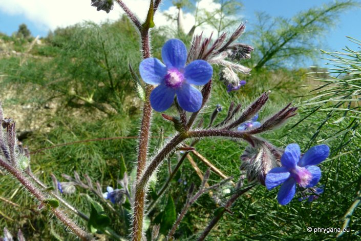 Anchusa azurea MILL.