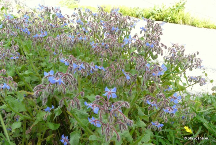 Borago officinalis L.