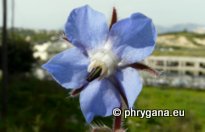 Borago officinalis L.