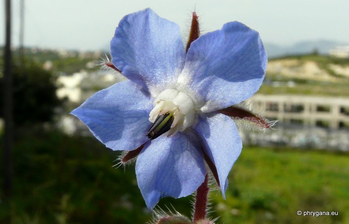 Borago officinalis L.