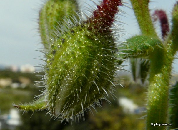 Borago officinalis L.