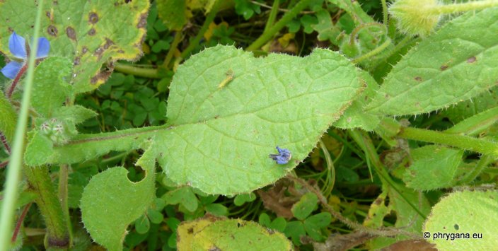 Borago officinalis L.