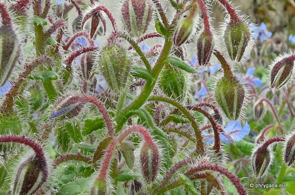 Borago officinalis L.