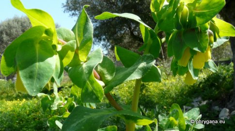 Cerinthe major L.