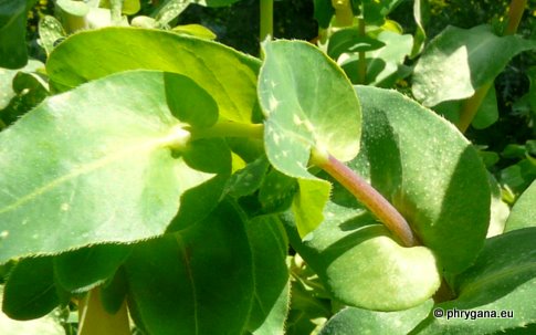 Cerinthe major L.