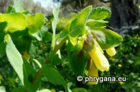 Cerinthe major L.