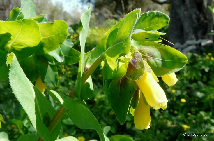 Cerinthe major L.