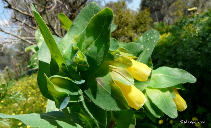 Cerinthe major L.