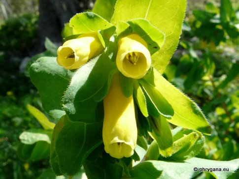 Cerinthe major L.